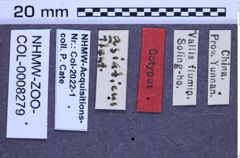 Etikette zu Dicronychus asiaticus (NHMW-ZOO-COL-0008279)